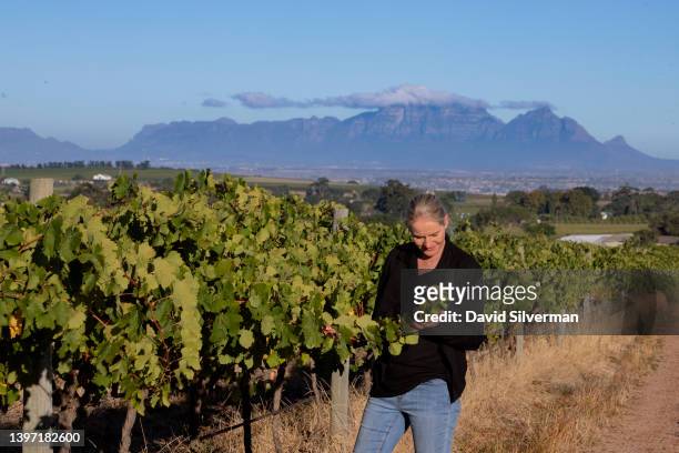 South African woman winemaker Yvonne Lester, viticulturist and winemaker at Eikendal Vineyards, inspects the winery's vines with Cape Town's Table...