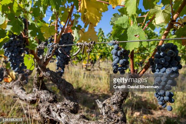 Cabernet Sauvignon grapes are ready for harvest at Eikendal Vineyards, where South African woman winemaker Yvonne Lester oversees both the...