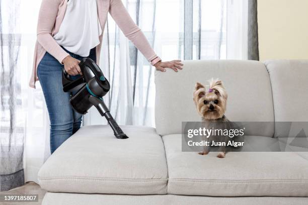 dog sitting on sofa during cleaning by vacuum cleaner - terrier du yorkshire photos et images de collection