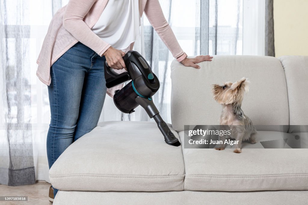 Woman with vacuum cleaner cleaning couch with dog