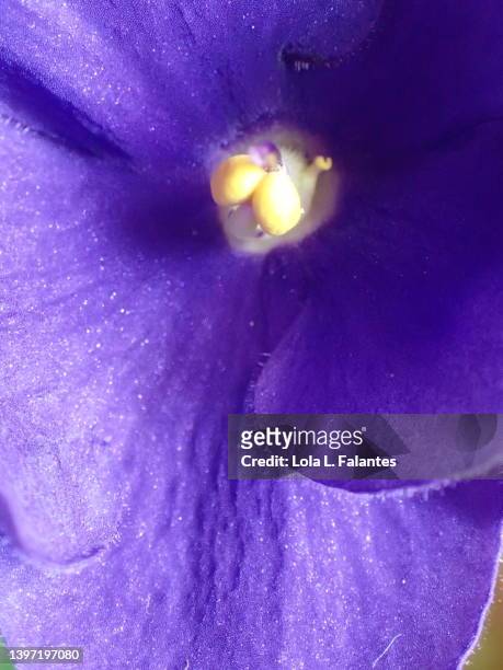 purple african violet on its prime - violales stock pictures, royalty-free photos & images