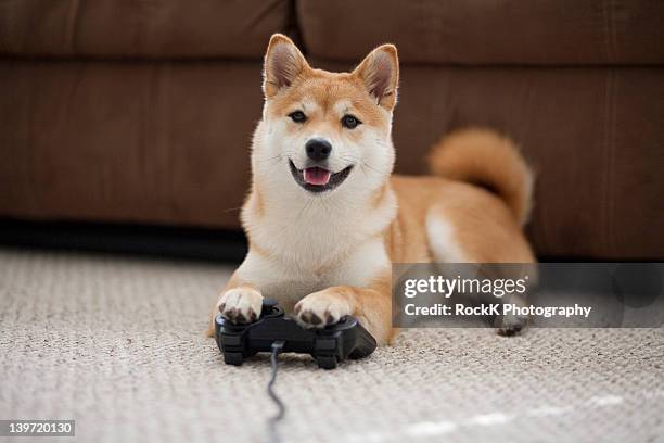 dog playing games - rock dog stock-fotos und bilder