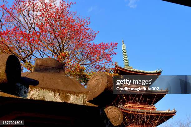 ueno fünfstöckige pagode und ilex rotunde / kurogane stechpalme frucht - ueno park stock-fotos und bilder