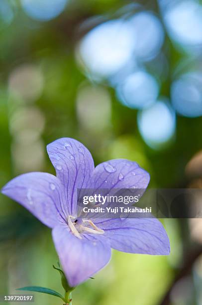 733 Chinese Bellflower Stock Photos, High-Res Pictures, and Images