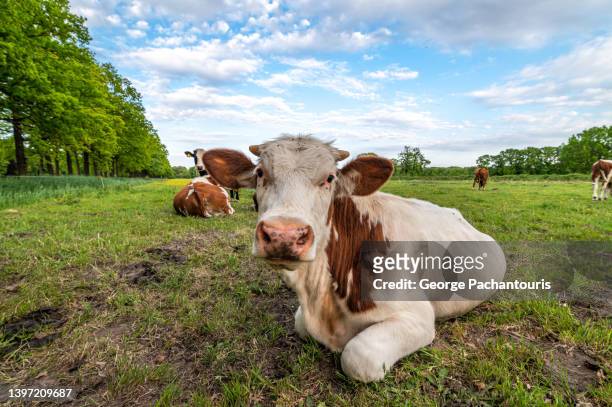 a cow looking at the camera while lying down on a green grass field - olanda settentrionale foto e immagini stock