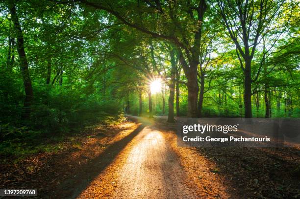 walking path and sunlight in the forest - dirt road landscape sunset stock-fotos und bilder