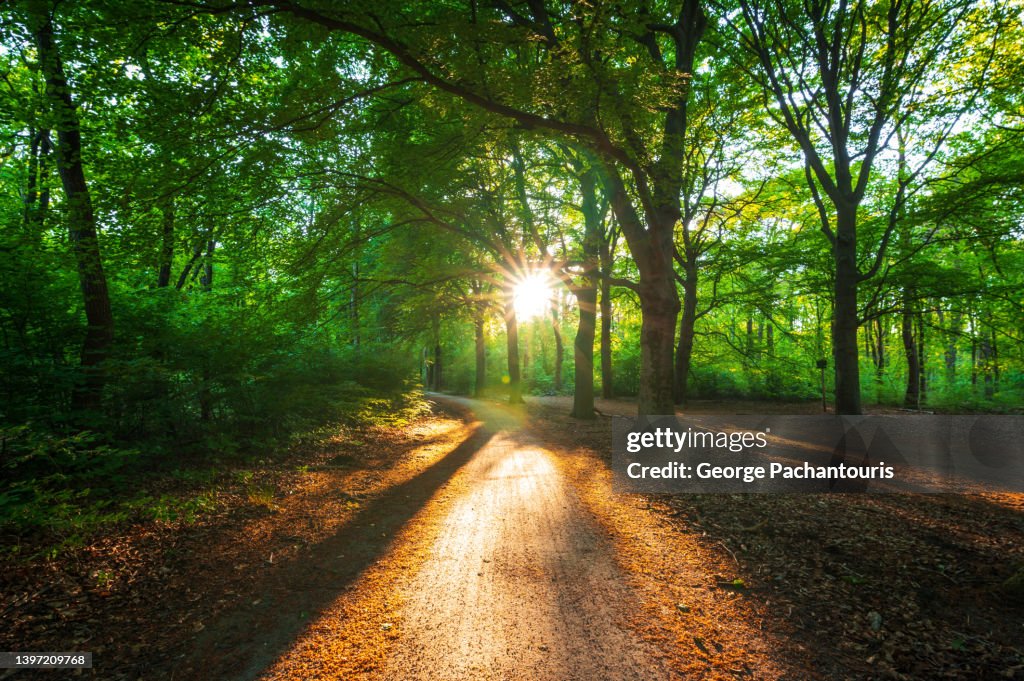 Walking path and sunlight in the forest