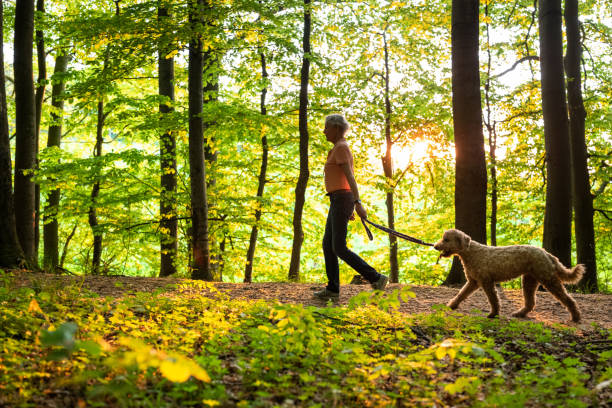 Senior Labradoodle 235 Labradoodle Old Dog Stock Photos, High-Res Pictures, and Images ...