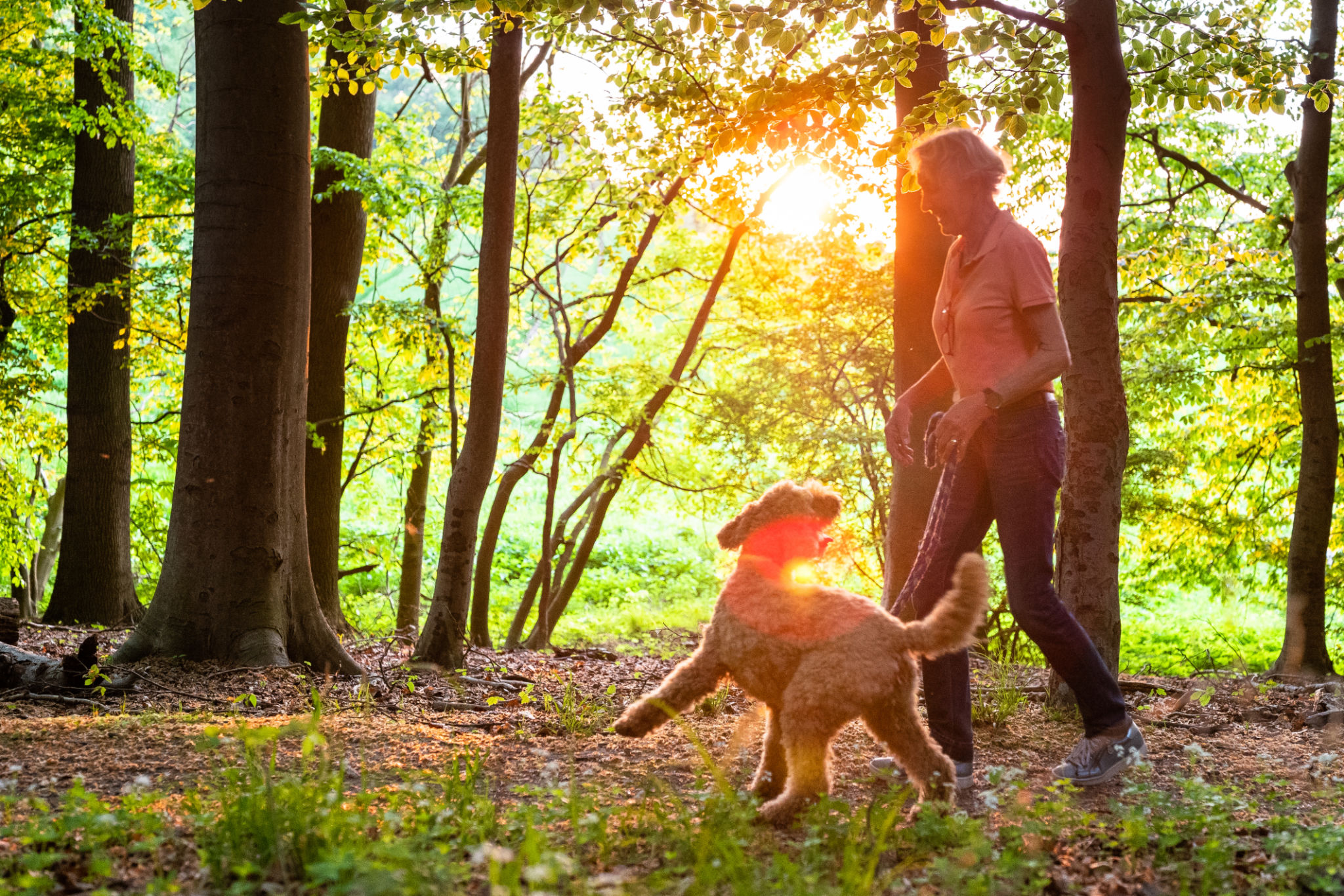 active senior woman walks with her labradoodle through the forest active senior woman walks with her labradoodle through the forest