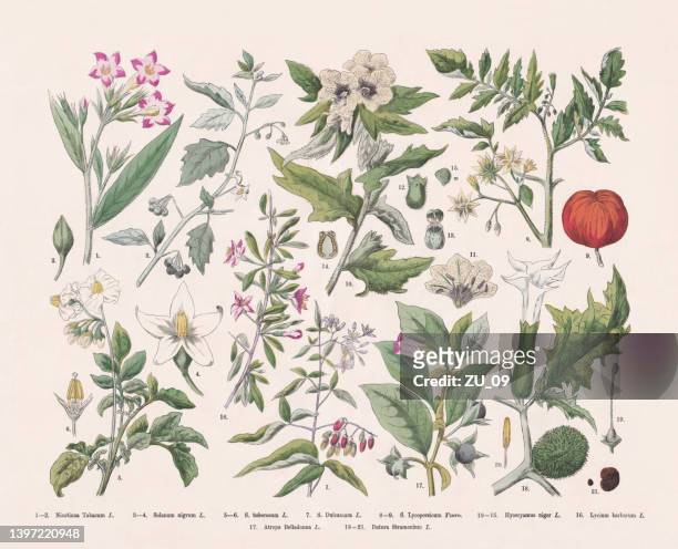 flowering plants (angiospermae, solanaceae), hand-colored wood engraving, published in 1887 - bittersweet berry 幅插畫檔、美工圖案、卡通及圖標