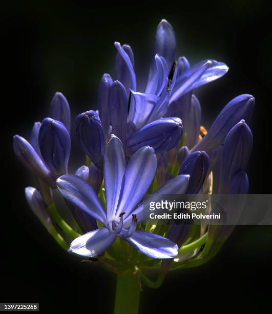 agapanto - african lily stock pictures, royalty-free photos & images