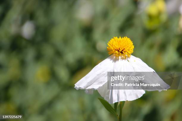 matilija poppy - thousand oaks stock pictures, royalty-free photos & images