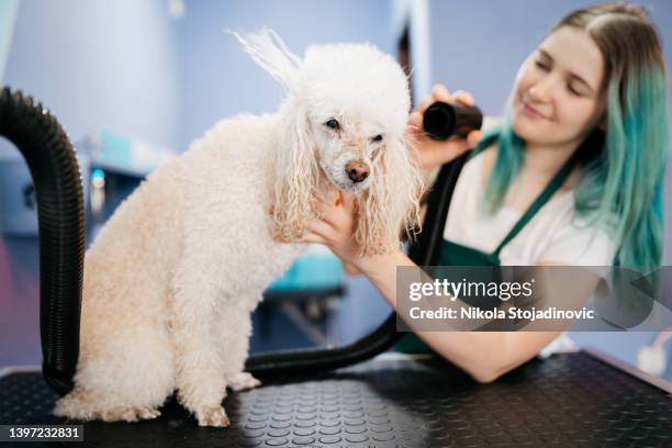 woman using the hair dry drying wet dog - blow drying hair stock pictures, royalty-free photos & images