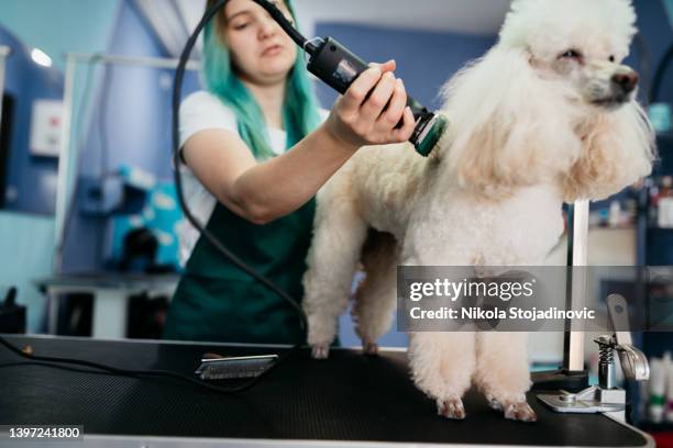 groomer and dog in pet salon - shaved dog stock pictures, royalty-free photos & images