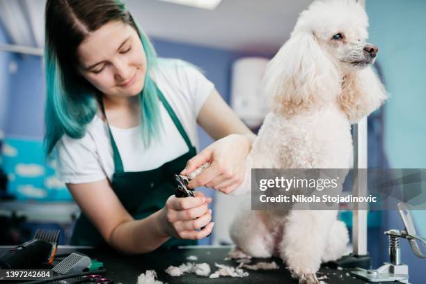 pets groomer working in a salon and looking involved - hairy woman stockfoto's en -beelden