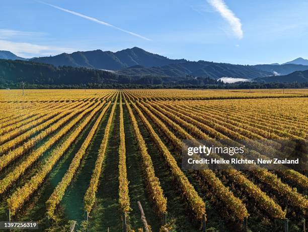 early morning in the vineyard - marlborough new zealand stock pictures, royalty-free photos & images