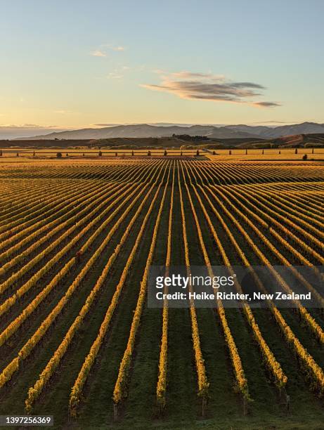 early morning in the vineyard - blenheim new zealand stock pictures, royalty-free photos & images