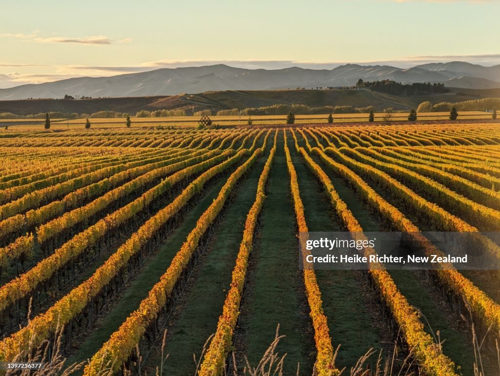 Early morning in the vineyard