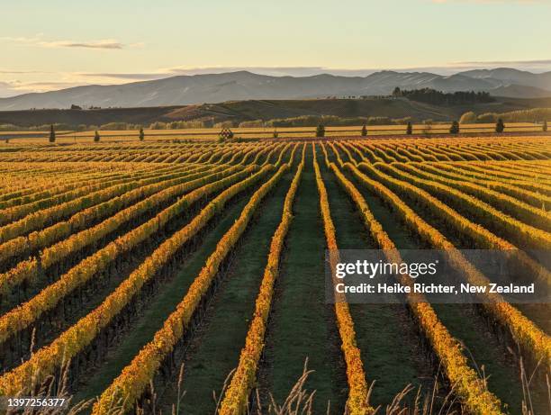 early morning in the vineyard - marlborough stock pictures, royalty-free photos & images