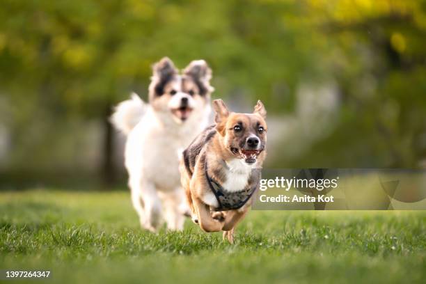 two running dogs - hunderennen stock-fotos und bilder