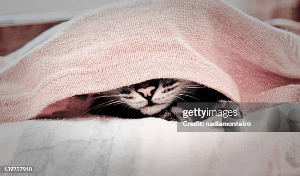 cat hiding under cover bed sheets - cat hiding under bed stock pictures, royalty-free photos & images