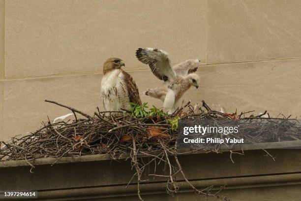 hawk chick and its mother - hawk nest stock pictures, royalty-free photos & images