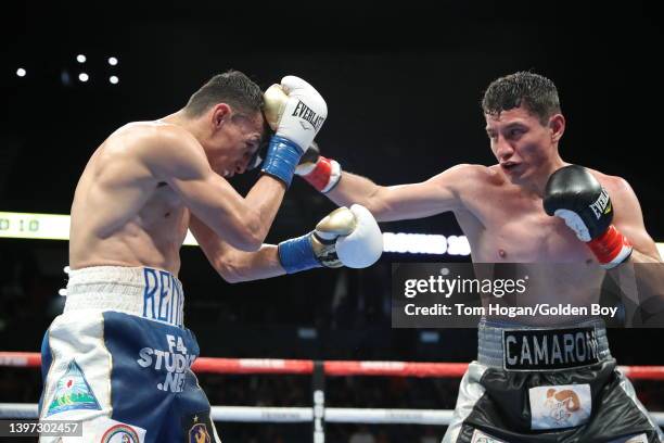 890 Boxer Rene Stock Photos, High-Res Pictures, and Images - Getty Images