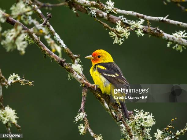 western tanager perched on tree branch oregon wild bird - piranga ludoviciana stock pictures, royalty-free photos & images