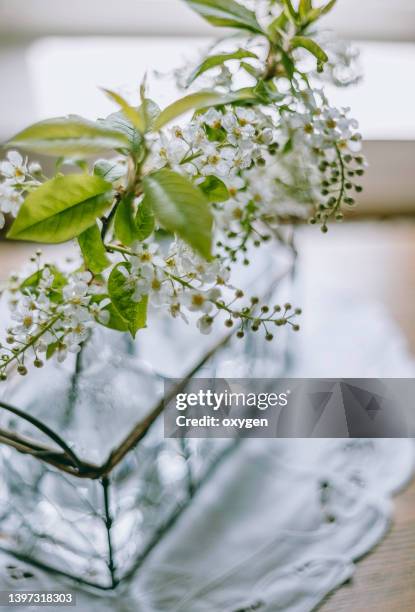 glass bottles with blooming bird cherry spring decorations. interior kitchen green and white spring decor. - rustic decor stock pictures, royalty-free photos & images