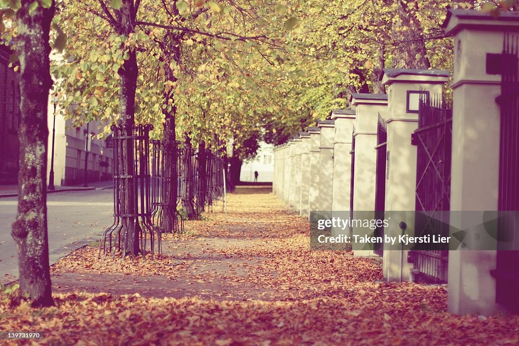 Sidewalk with trees and leaves