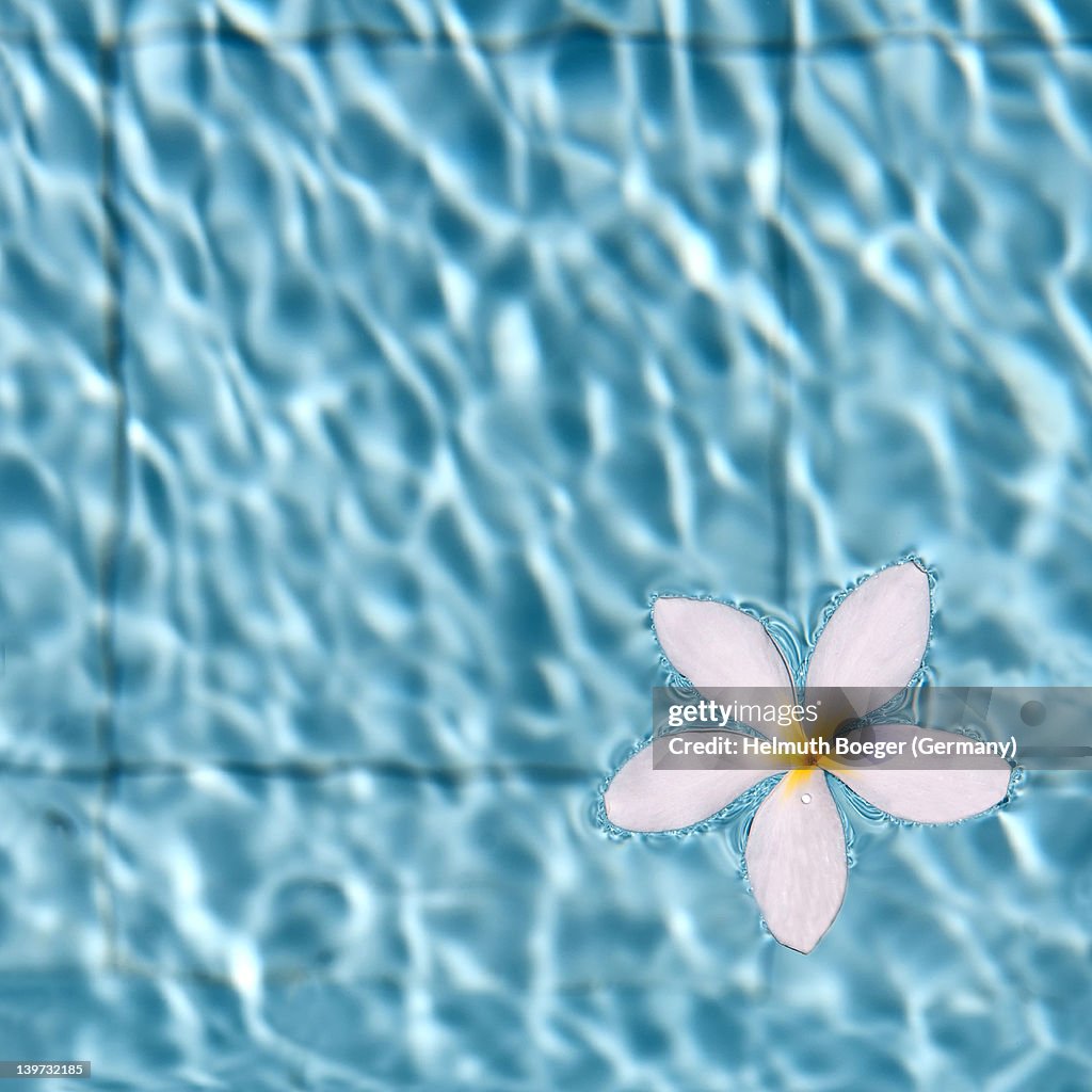 Tropical blossom on water