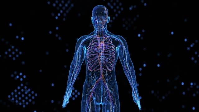 99,697 The Human Body Videos and HD Footage - Getty Images