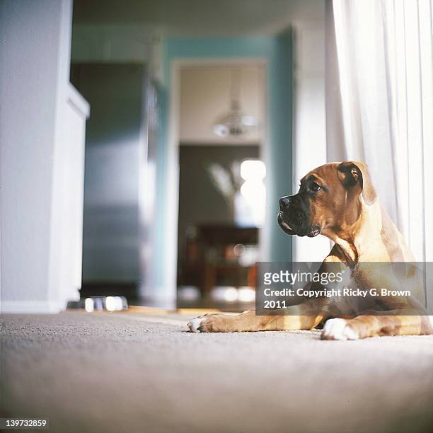boxer dog lying down - vallejo california stock pictures, royalty-free photos & images