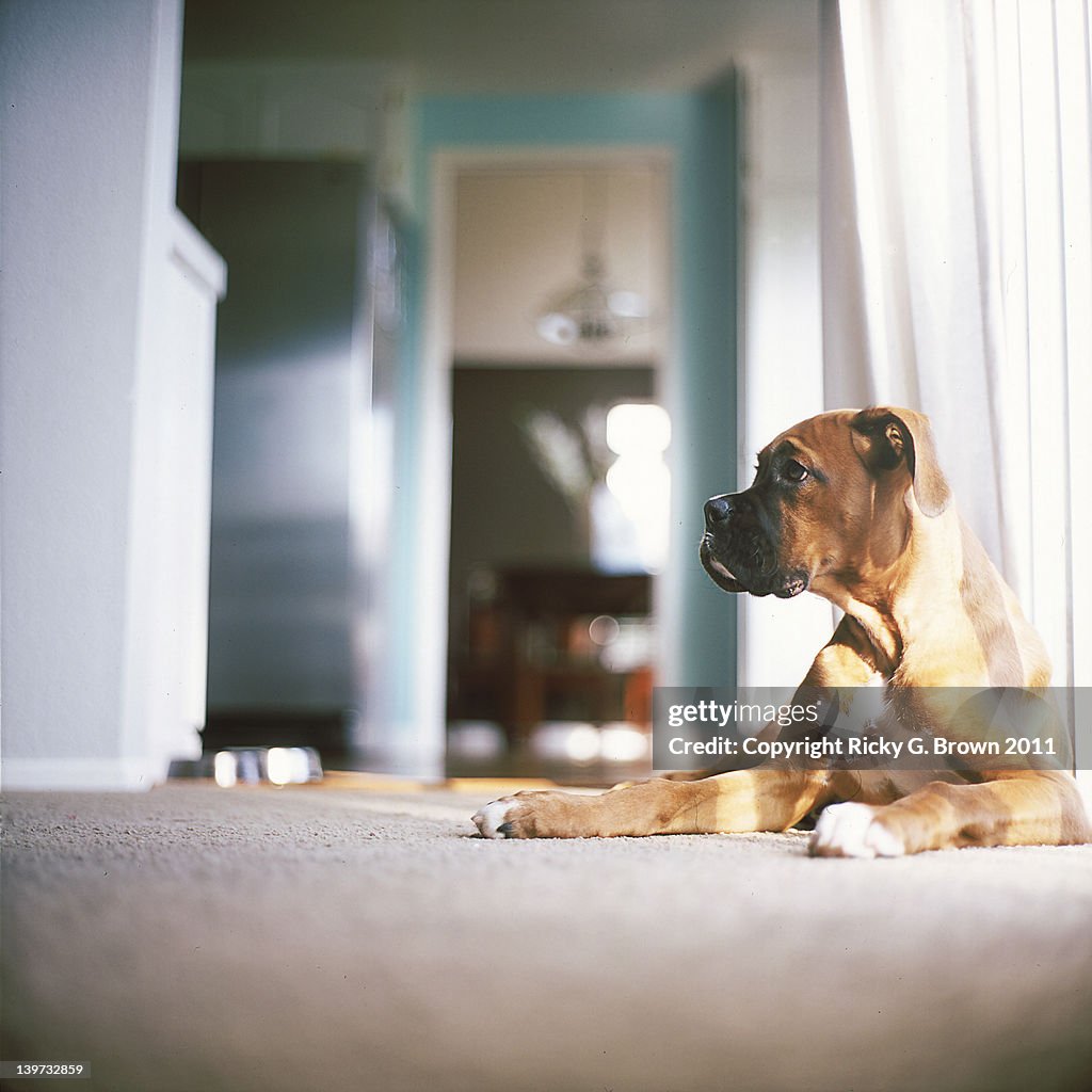 Boxer dog lying down