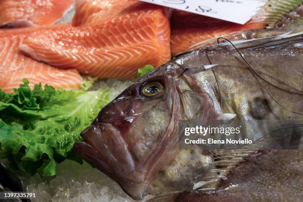 Picture Of A Marlin Fish Photos and Premium High Res Pictures - Getty ...