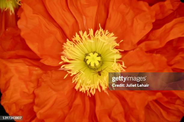 "orange feathers" (papaver rupifragum 'flore pleno'), and a small spider visitor. - pistil stock pictures, royalty-free photos & images