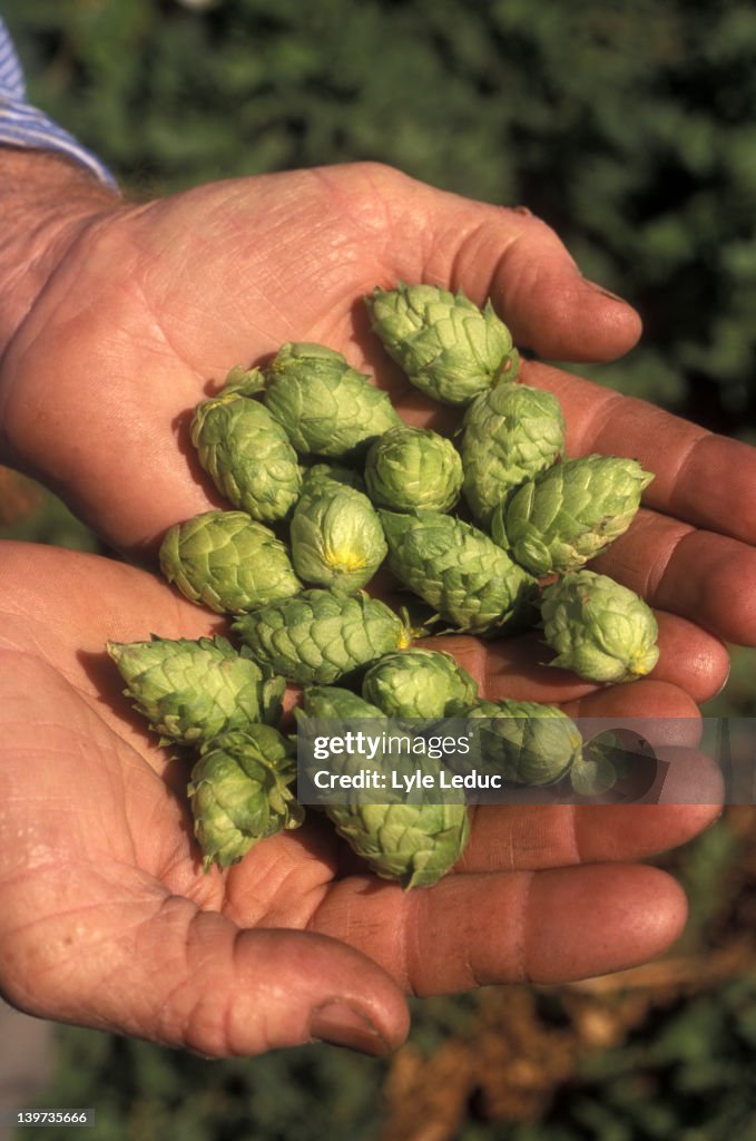 Fresh Hops