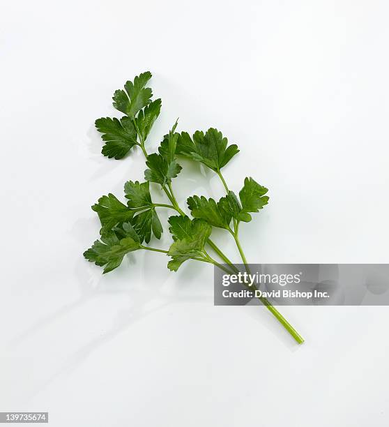 flat/italian parsley 2 - italian parsley stock pictures, royalty-free photos & images