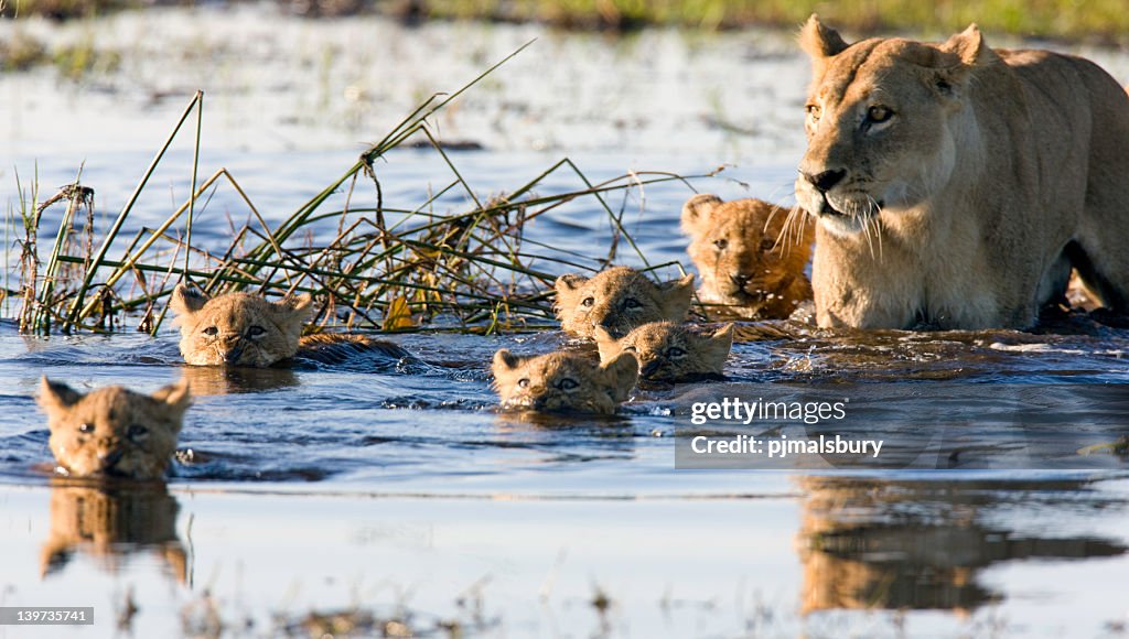 Lion Cubs Swimmingpool