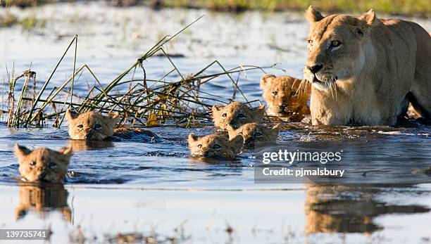 litter of lion cubs swimming with their mother - safaridieren stockfoto's en -beelden