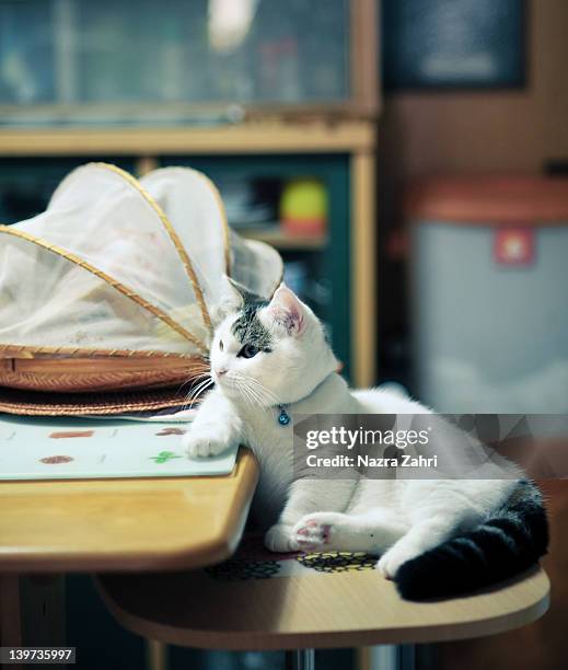 munchkin kitten sitting in kitchen - tabby munchkin cat bildbanksfoton och bilder