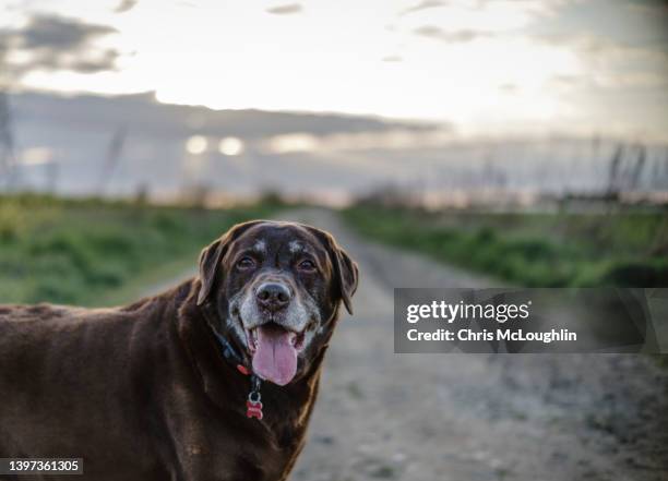 mature chocolate labrador - chocolate labrador retriever stock pictures, royalty-free photos & images