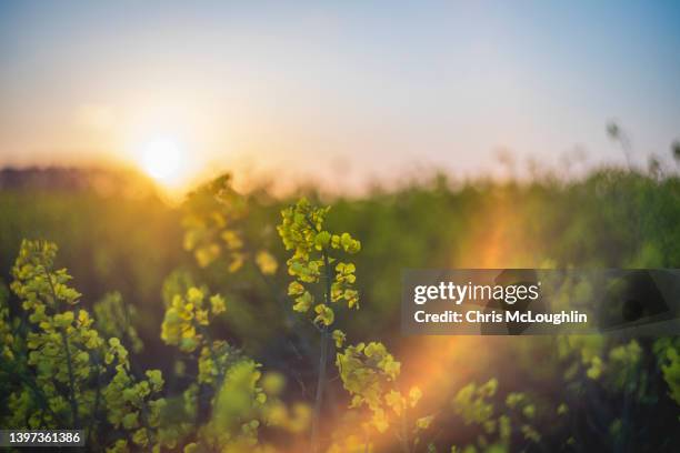 oilseed rape fields in bloom - canola stock pictures, royalty-free photos & images