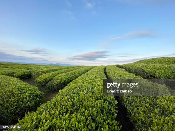 lush tea garden - green tea plantation leaves stock-fotos und bilder