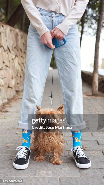 portrait of a yorkshire terrier dog between the legs of its owner looking at the camera - yorkshire terrier imagens e fotografias de stock