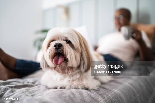 shih tzu dog on the bed with his owner - shih tzu stock pictures, royalty-free photos & images