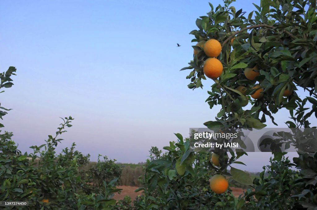 End of day in the orange orchard, central Israel