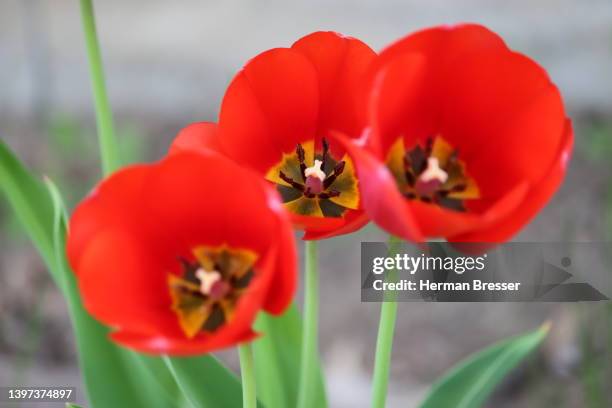 3 red tulips - herman bunch stock pictures, royalty-free photos & images