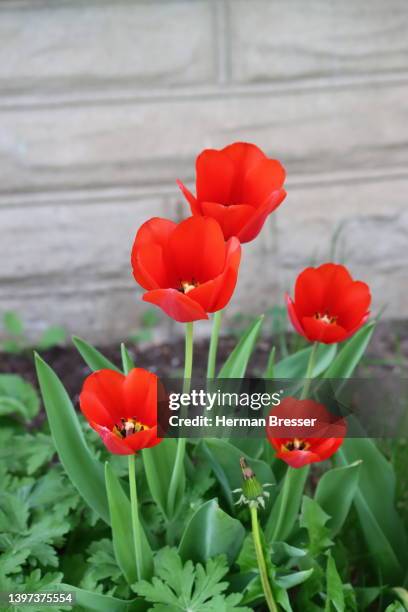 five red tulips - herman bunch stock pictures, royalty-free photos & images