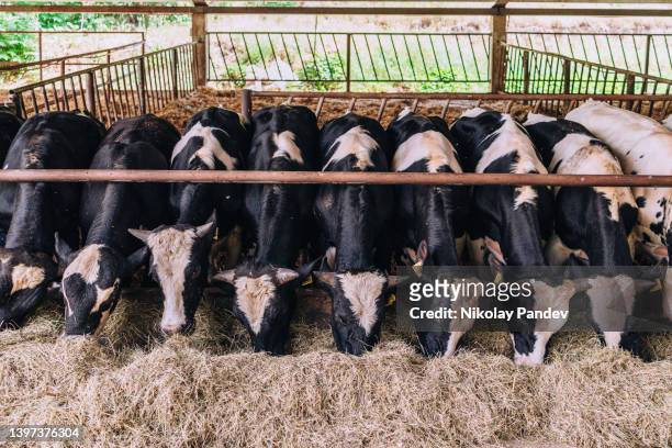 mucche da carne che si nutrono / pascolano in una stalla di bestiame libera - immagine di riserva creativa - spazio circoscritto foto e immagini stock